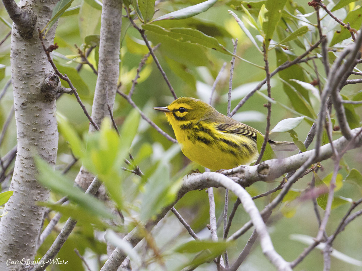 Prairie Warbler watermark CBW 20200307 7DC 8243