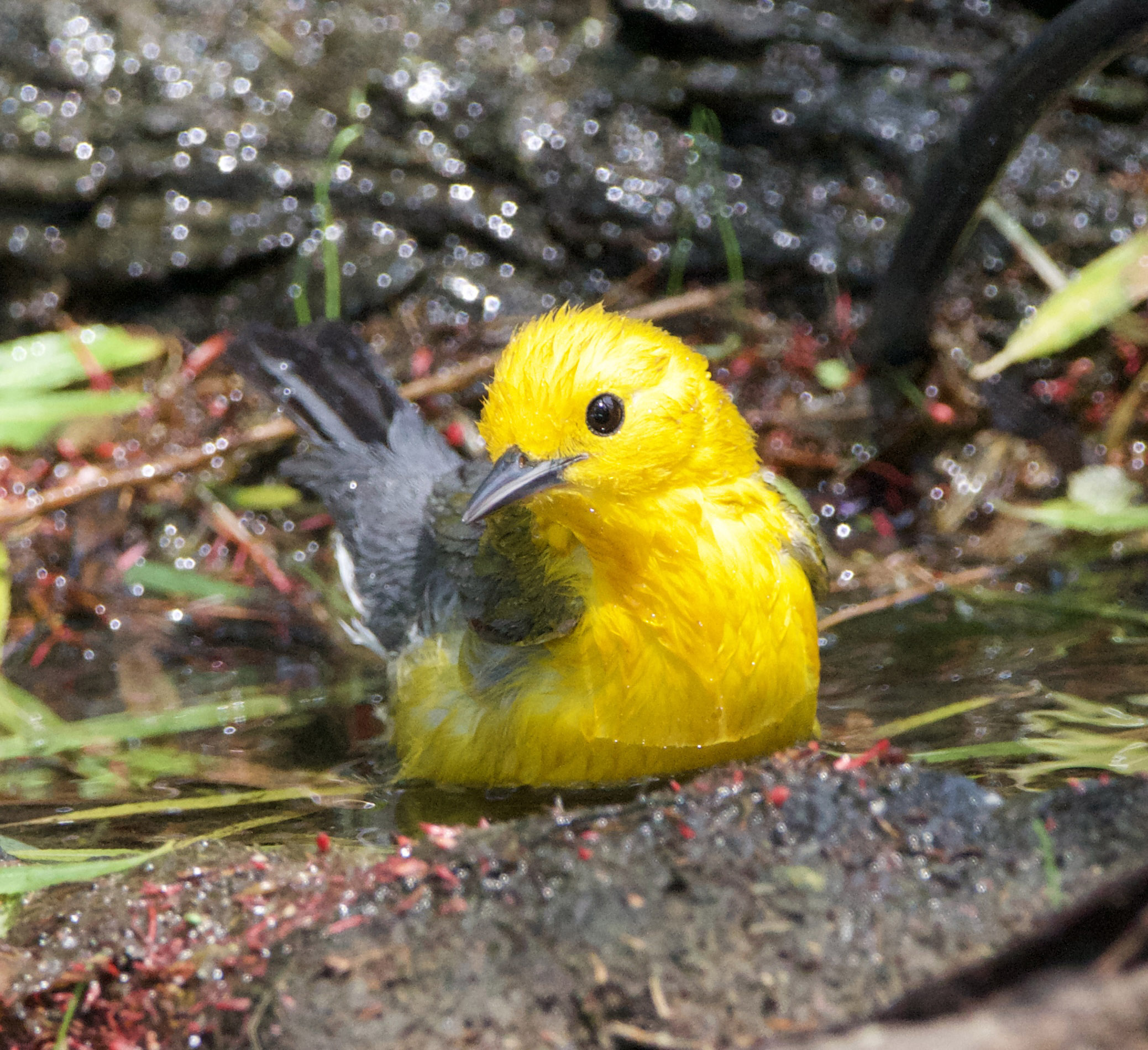Prothonotary Warbler by Jessica Dyszel