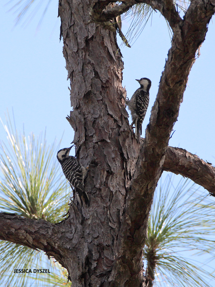 Red cockaded Woodpeckers at Camp Blanding WMA watermark Jessica Dyszel 20211002 IMG 5556