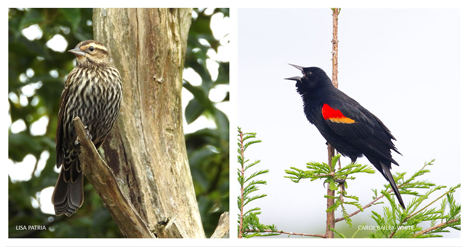 Red winged Blackbird Female and Male