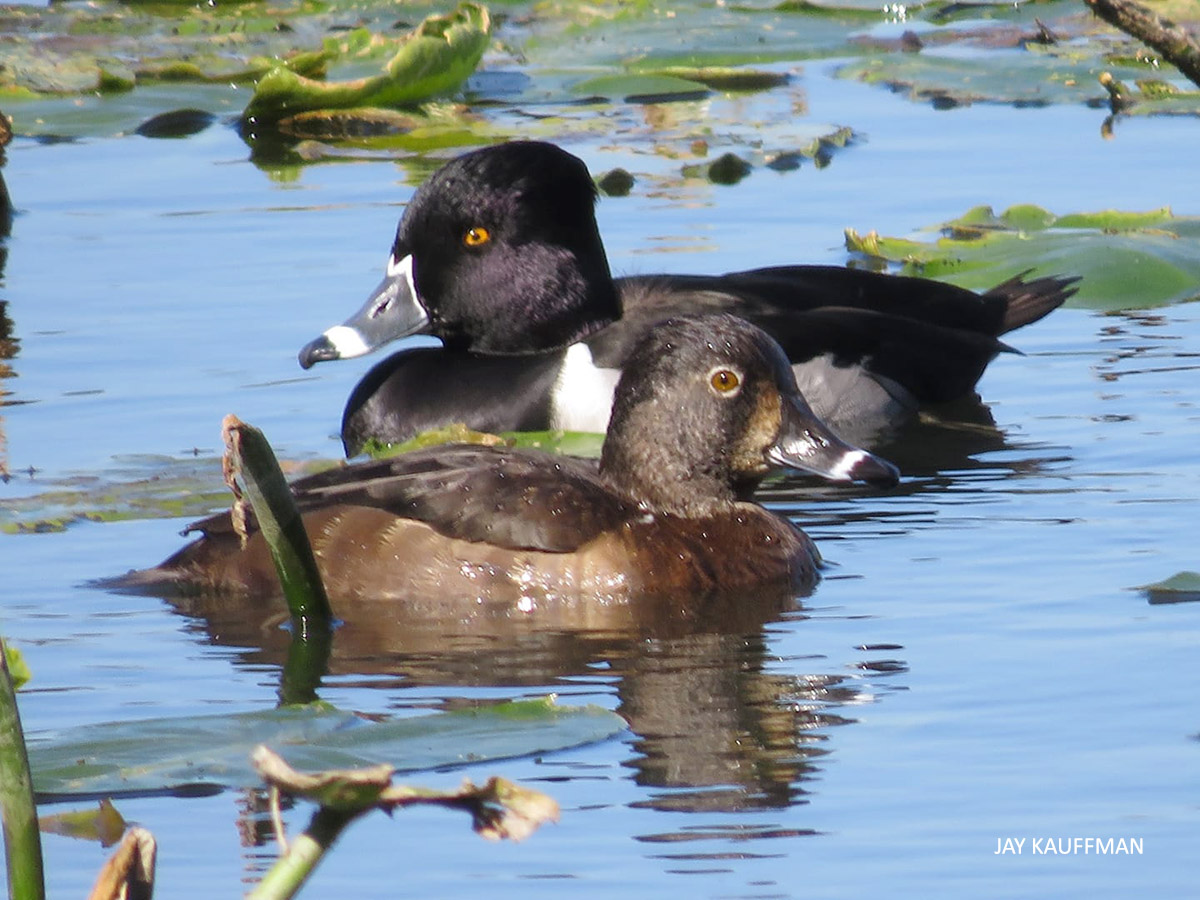 Ring necked Ducks at SARFMA watermark Jay Kauffman 20220129