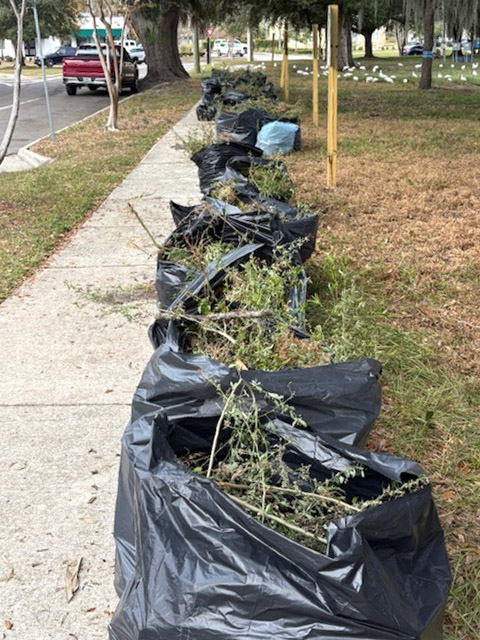 Riverside Park invasive plant removal 202512