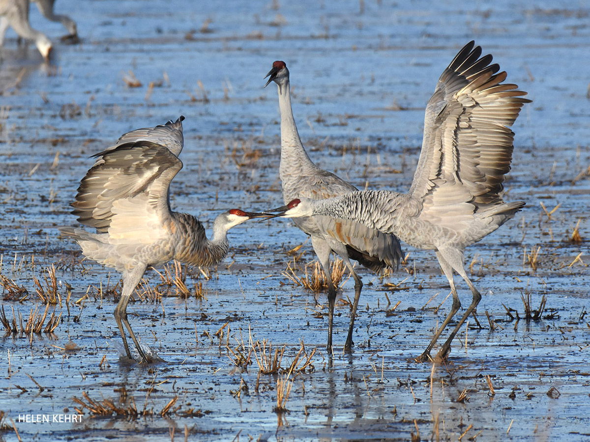 Sandhill Cranes at Bosque Del Apache by Helen Kehrt 20231206 1