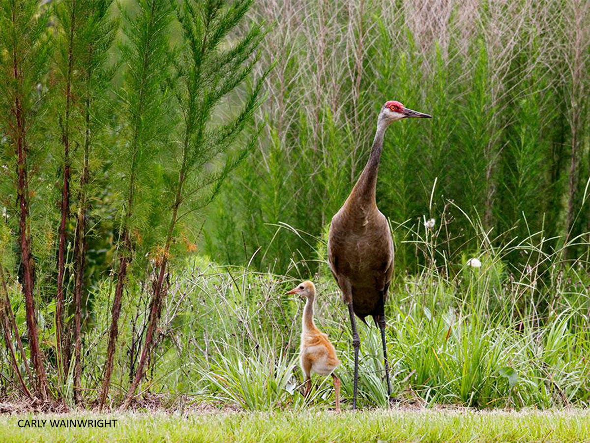 Sandhill Cranes watermark Carly Wainwright