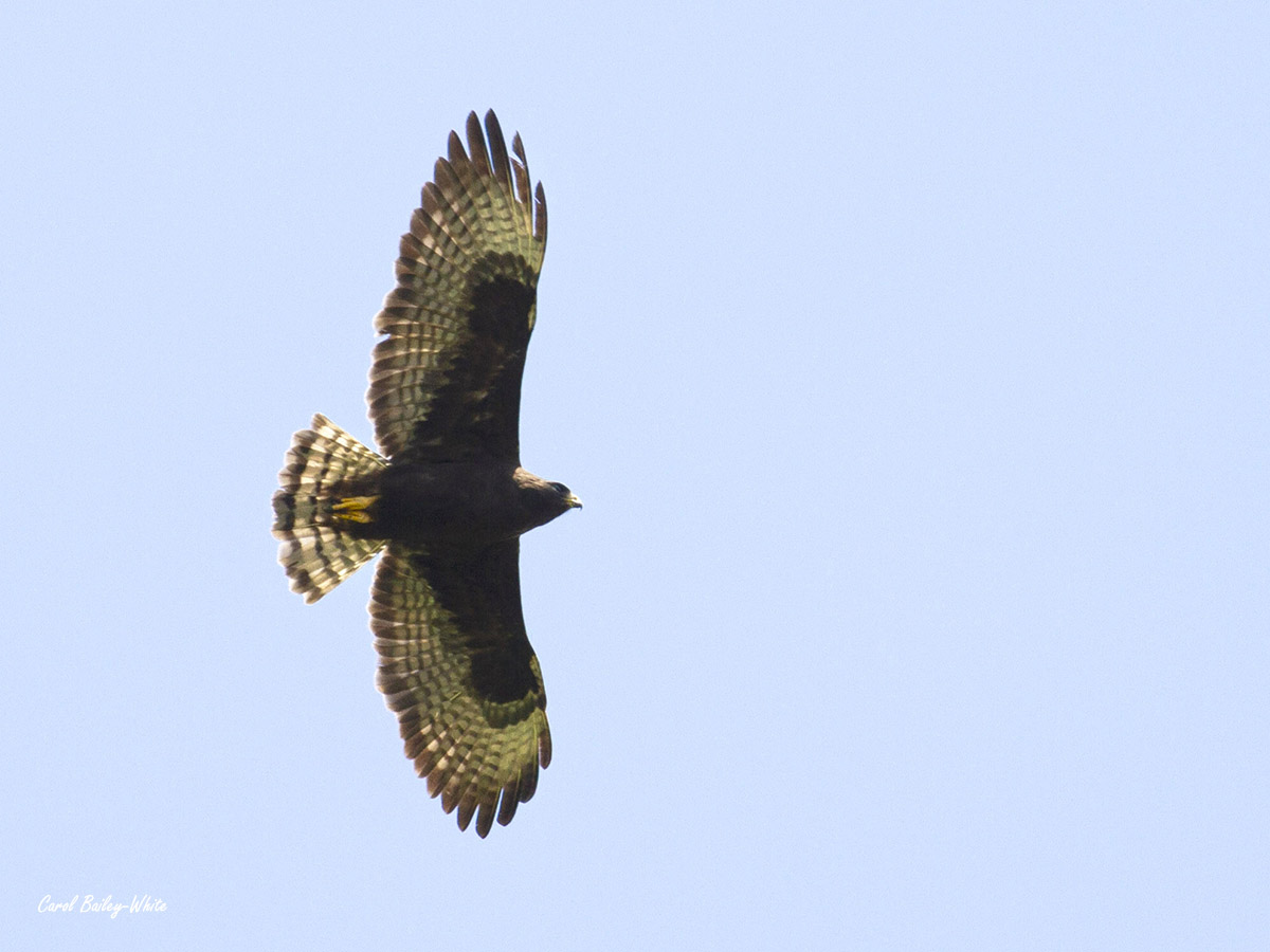 Short tailed Hawk by Carol Bailey-White 20220501