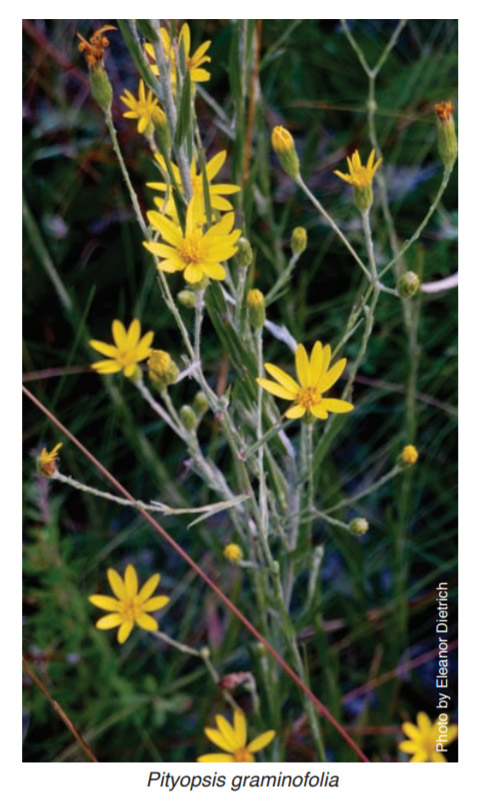 Silver Leaved Aster