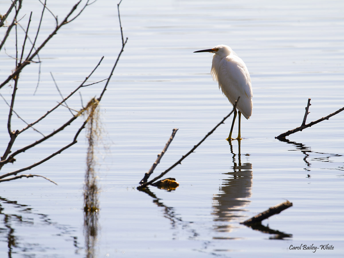 Snowy Egret at Alligator Lake Park watermark CBW 202203