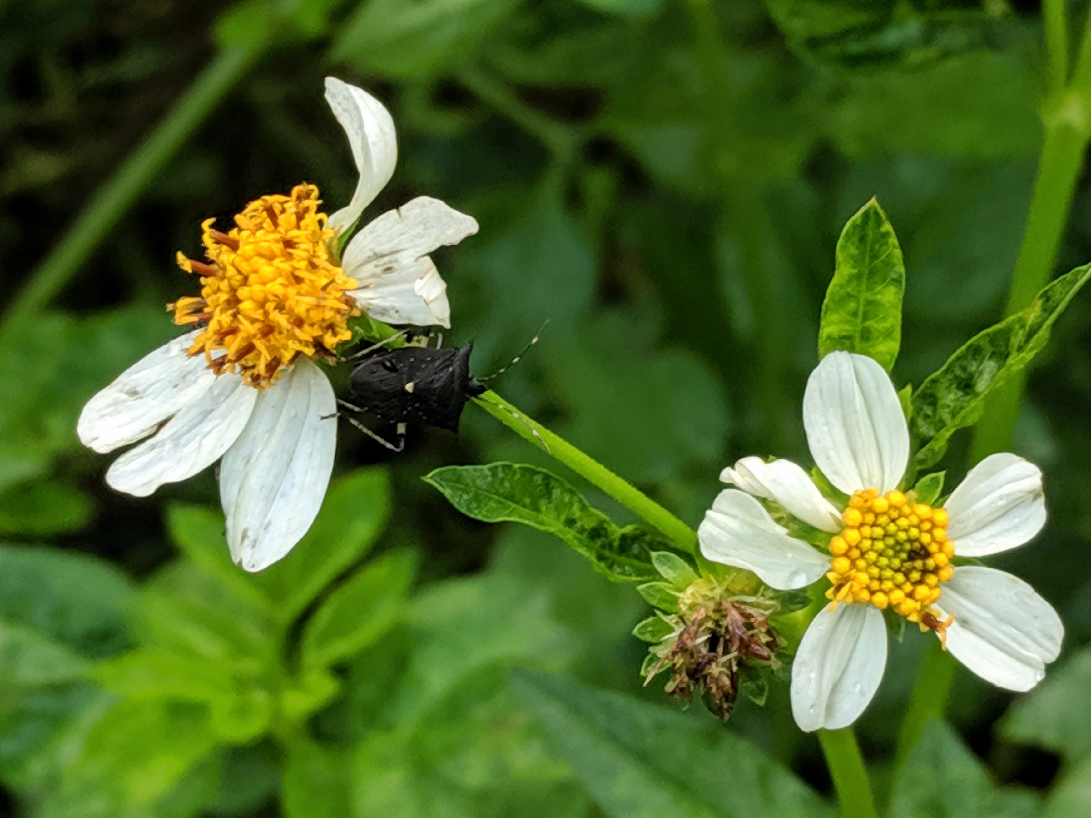 Spanish Needle IMG 20190831 082303