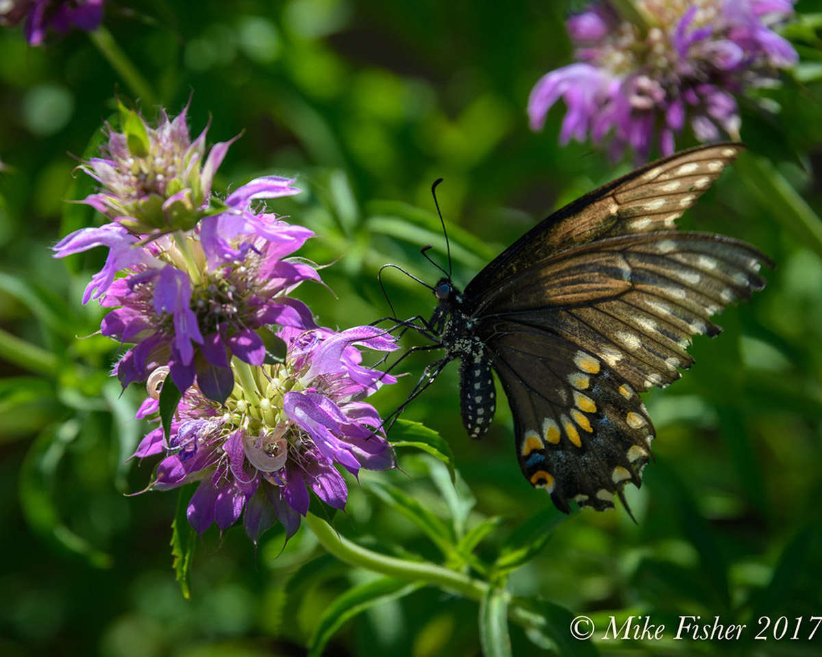Spotted Bee Balm watermark Mike Fisher 2017