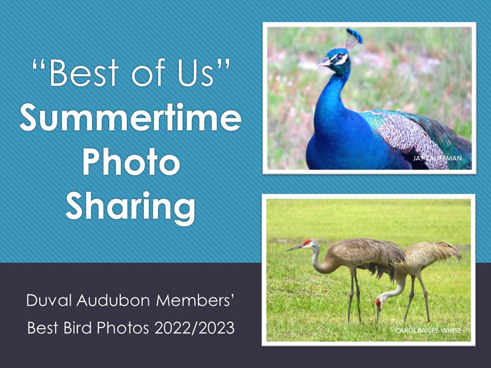 Summertime Virtual Photo Sharing Project 2023 Cover Image