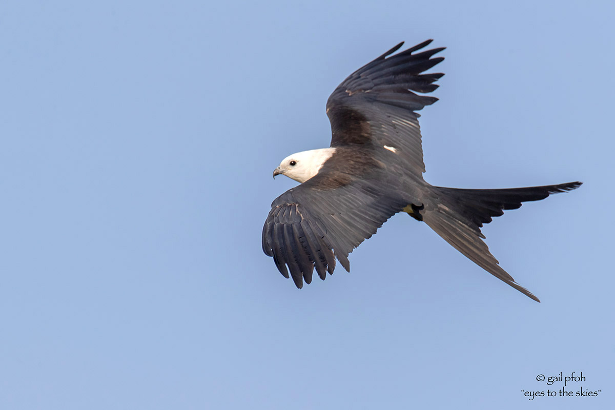 Swallow tailed Kite flight Crane Is 8 9 20 7704 watermark Gail Pfoh