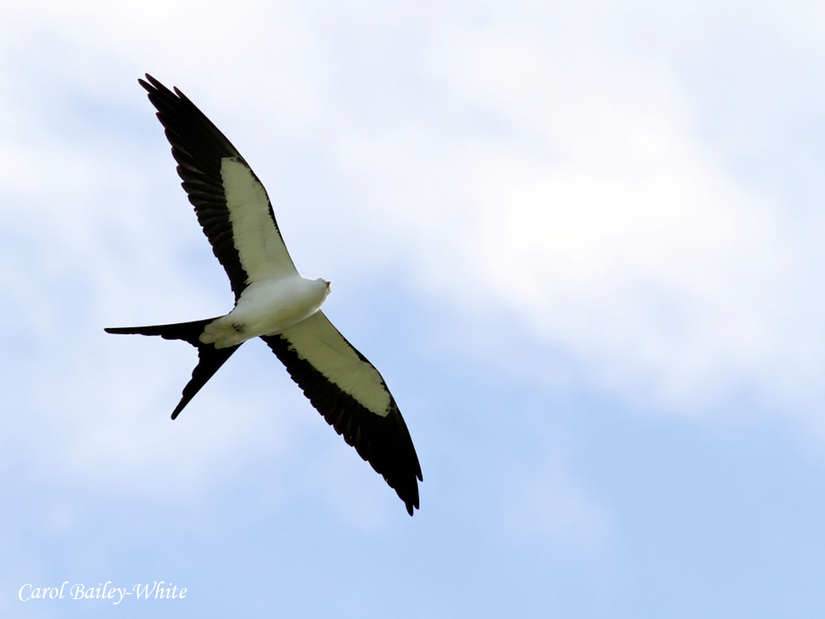 Swallow tailed Kite watermark CBW 20150415