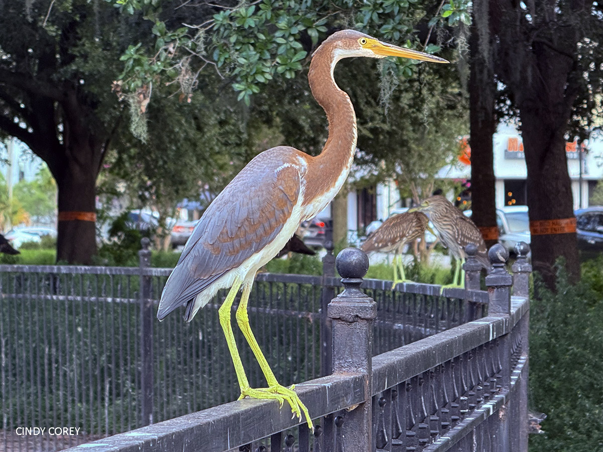 Tricolored Heron at Riverside Park by Cindy Corey 202507