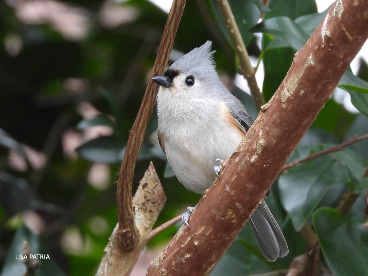 Tufted Titmouse flipped by Lisa Patria 202101