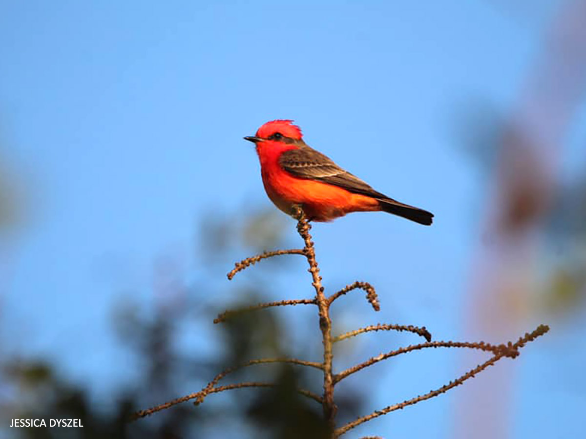 Vermillion Flycatcher at Belle Glade watermark Jessica Dyszel 202202