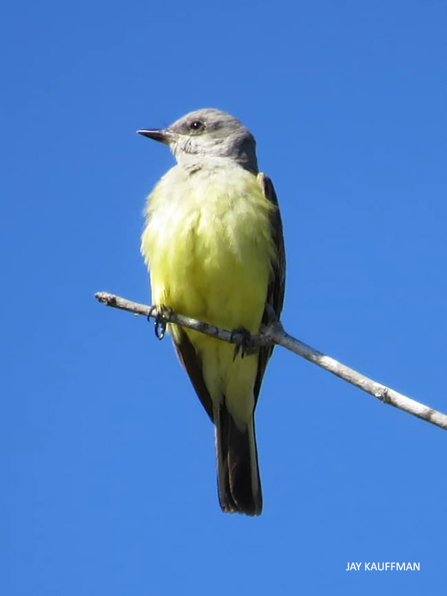 Western Kingbird st Five Points 20220131 watermark Jay Kauffman