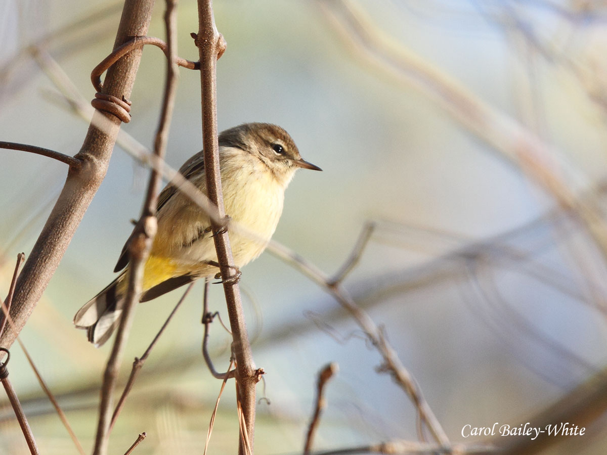 YRWA 201801 CBW 7DC 3938