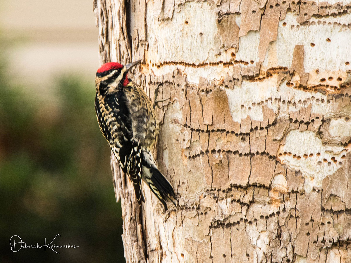 Yellow bellied Sapsucker by DebK