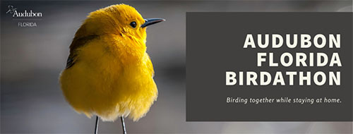 audubon florida birdathon