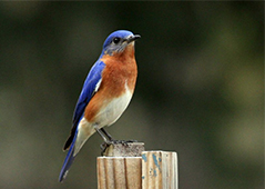 Eastern Bluebird by Carly Wainwright