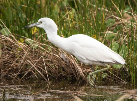 Juvenile LBH cropped