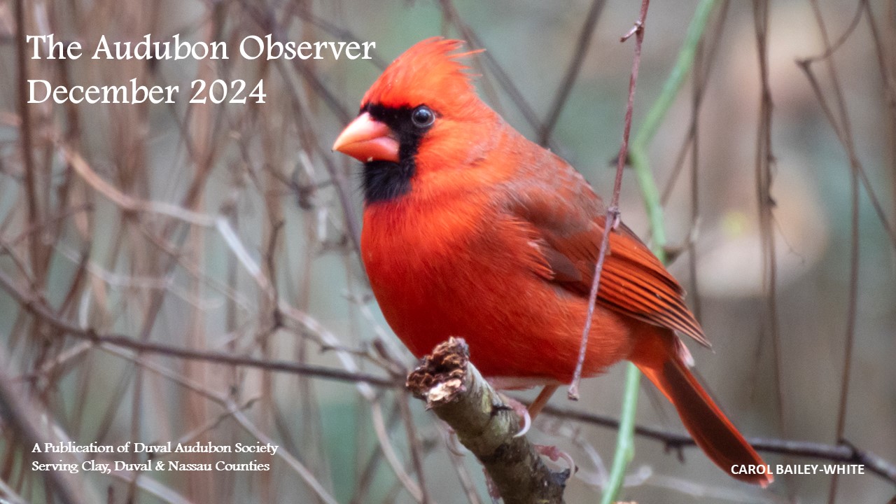 2024 Dec Observer Banner 2