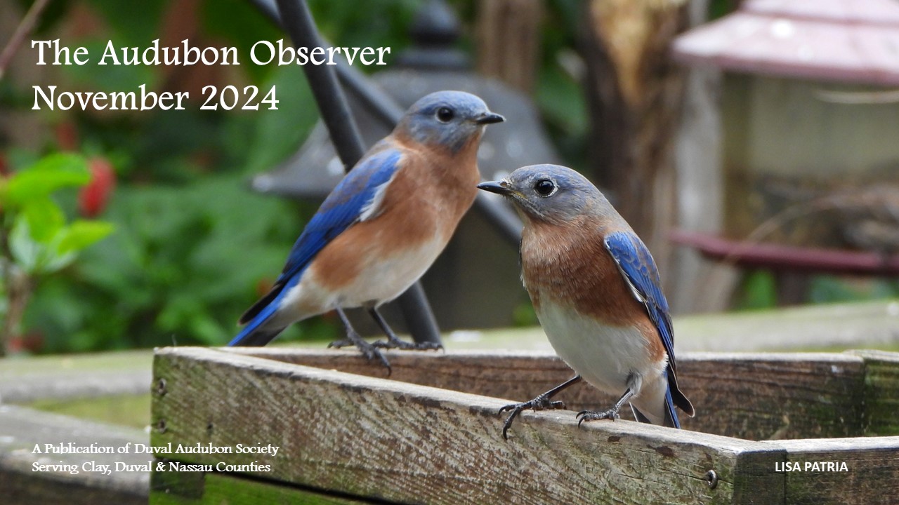 2024 Nov Observer Banner