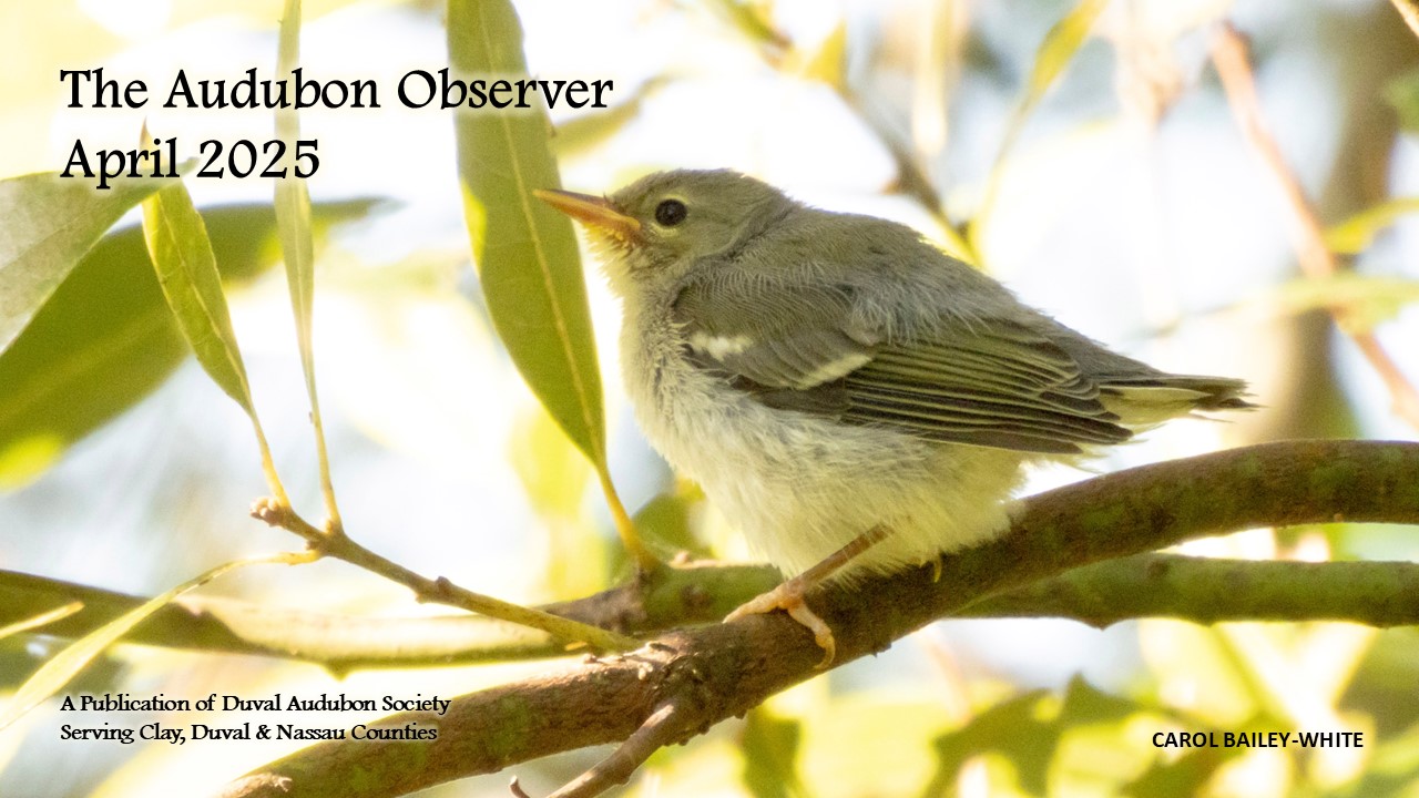 2025 Apr Observer Banner