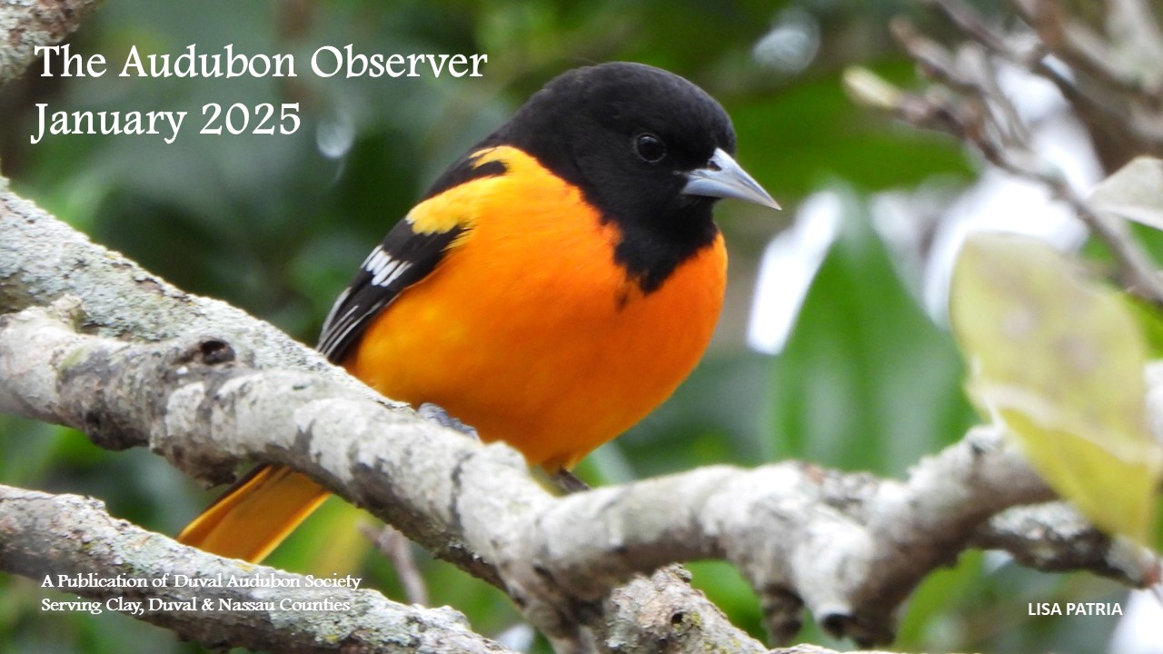 2025 Jan Observer Banner
