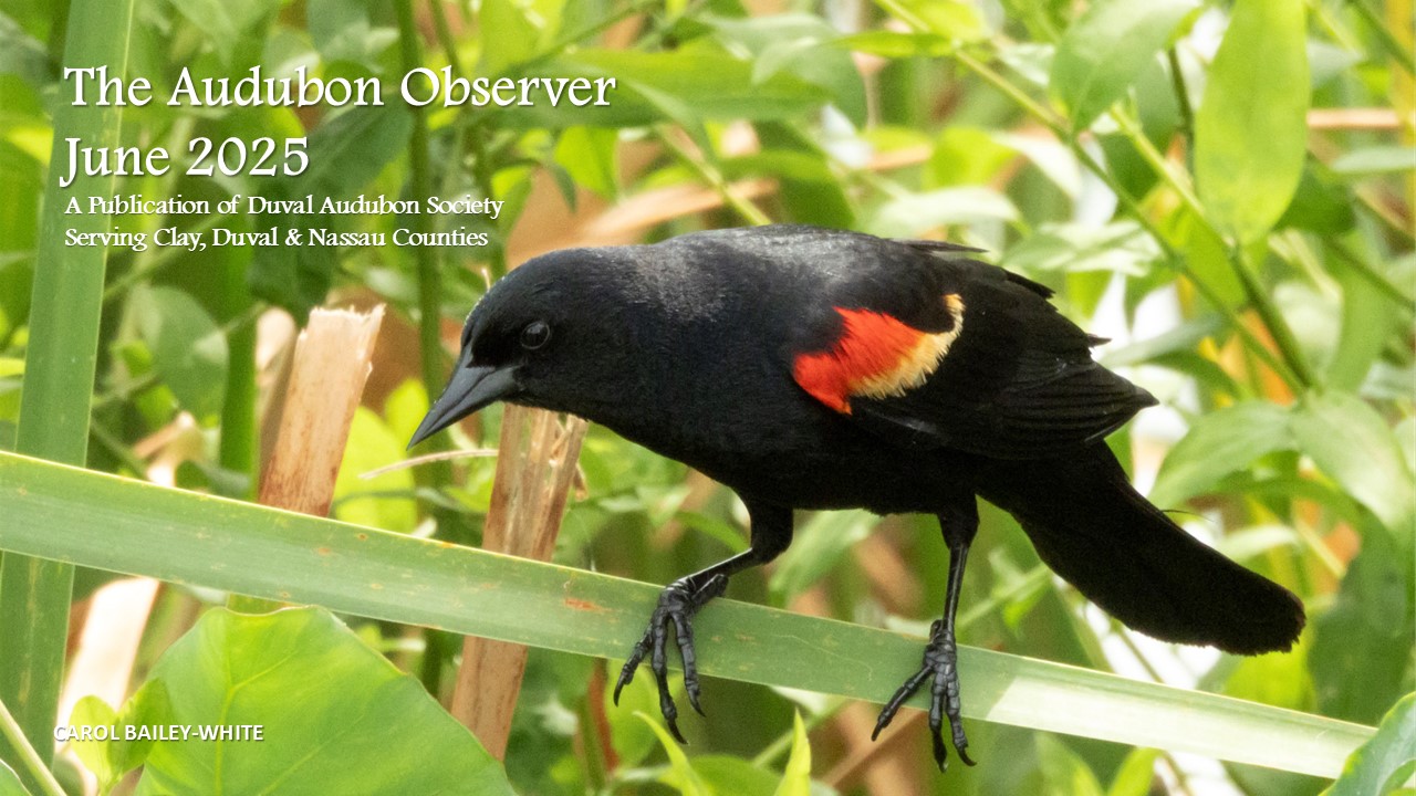 2025 Jun Observer Banner