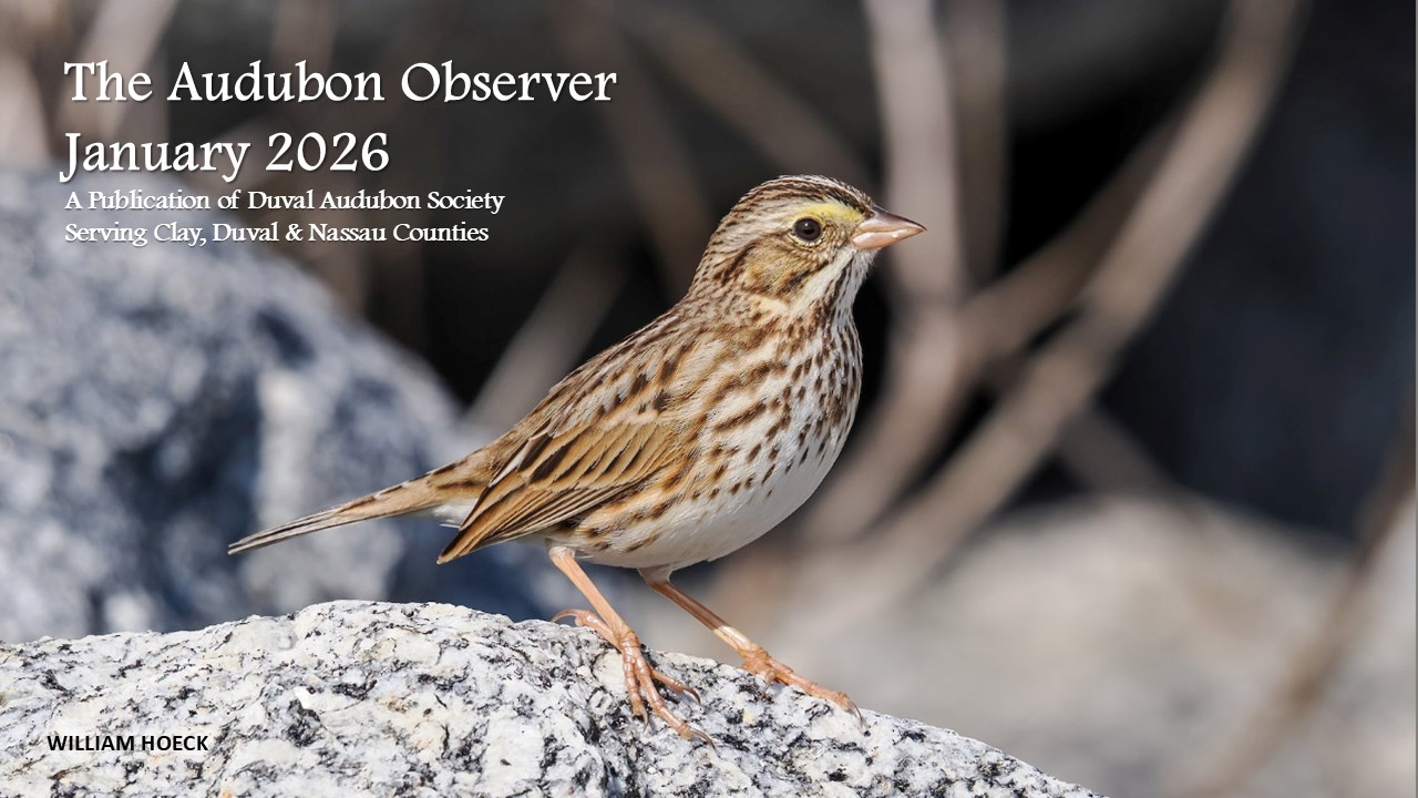 2026 Jan Observer Banner