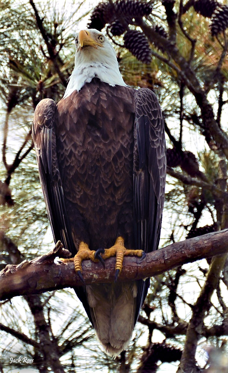 Bald Eagle watermark Jack Ross IMG 8186