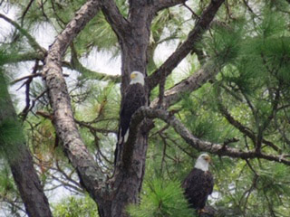 Bald Eagles by Wayne Oberti IMG 8188