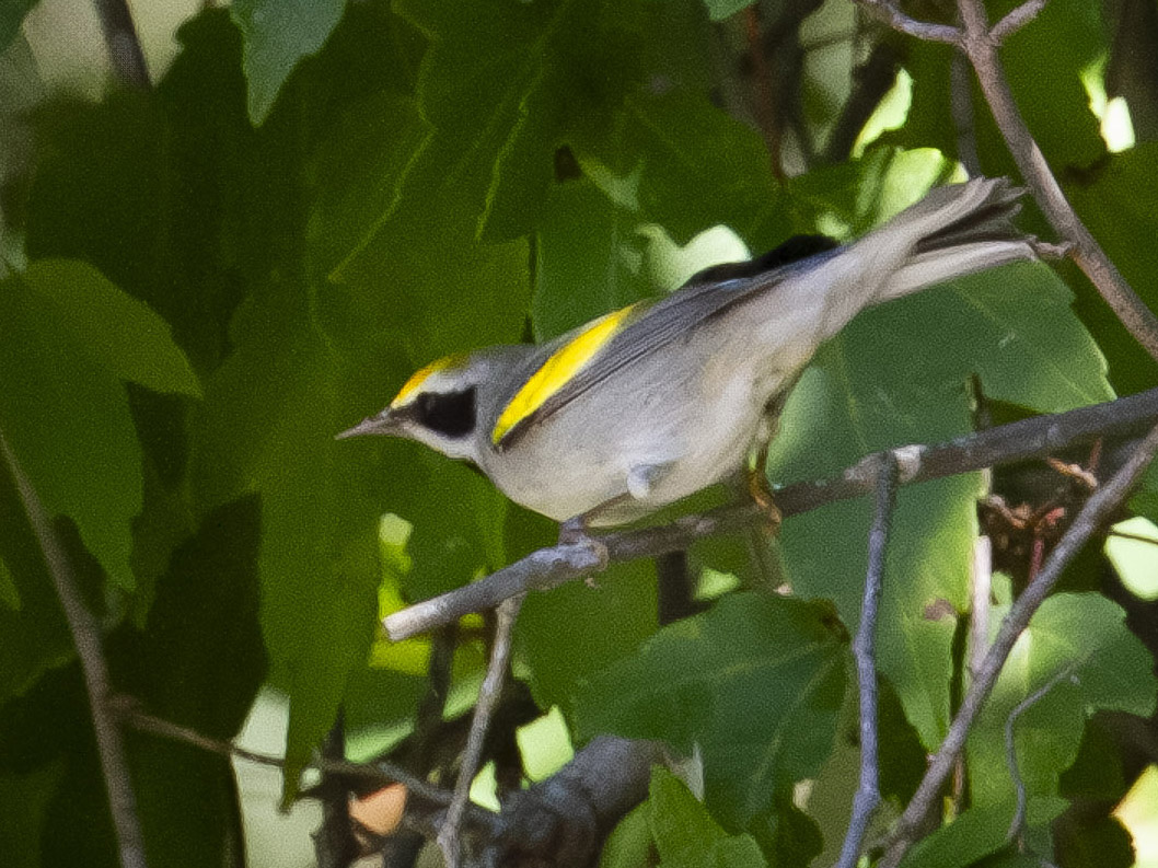 Golden winged Warbler by Carol Bailey-White