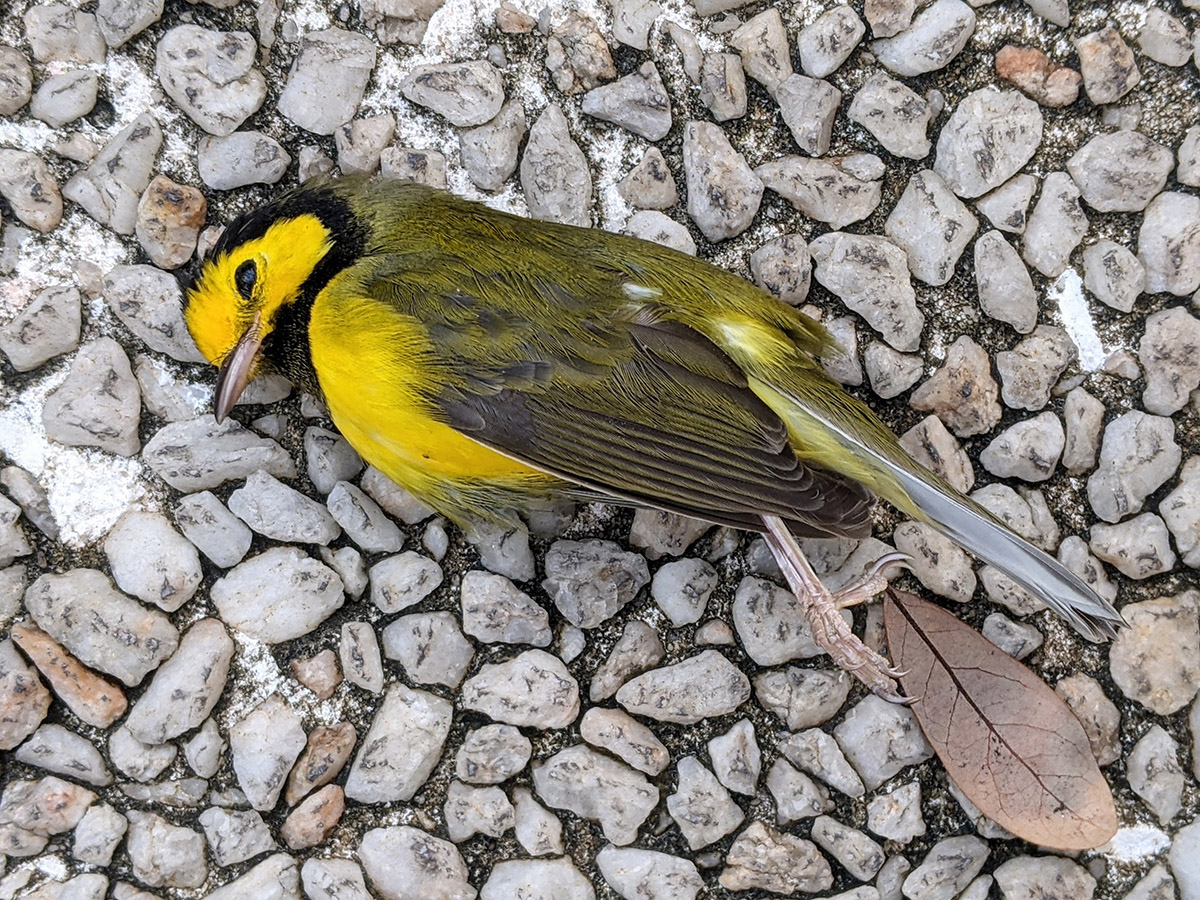 Hooded Warbler LONF CBW PXL 20210923 113716819