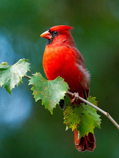 Northern Cardinal crop