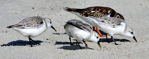 Sanderlings